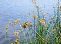 Flowering lake reed Scirpus lacustris against the background of the river Royalty Free Stock Photo