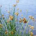 Flowering lake reed Scirpus lacustris against the background of the river Royalty Free Stock Photo