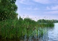 Flowering lake reed Scirpus lacustris on the river bank Royalty Free Stock Photo
