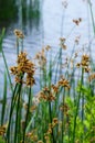 Flowering lake reed, Scirpus lacustris, on the river bank Royalty Free Stock Photo