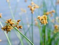 Flowering lake reed (Scirpus lacustris) on the river bank Royalty Free Stock Photo