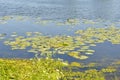 Flowering lake in the summer