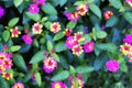 Flowering Lantana camara or wild sage