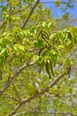 Flowering lapina ash Pterocarya fraxinifolia