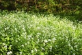 Flowering large bitter-cress Cardamine amara