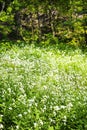 Flowering large bitter-cress Cardamine amara