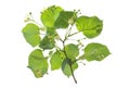 Flowering large-leaf Linden Tilia . The branches are covered with yellow flowers. Medicinal plant on white background