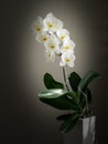 A flowering large lush white orchid