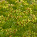 Flowering large mediterranean spurge plant in the garden