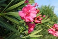 Flowering large pink flowers in summer on a Sunny day in Greece