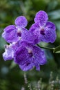 Flowering large violet orchid of the genus Vanda in the garden