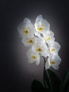 A flowering large white orchid of the genus phalaenopsis