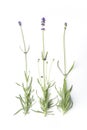 Flowering Lavandula Angustifolia