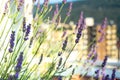 Flowering Lavandula plant in a summer garden