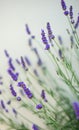 Flowering Lavandula plant in a summer garden