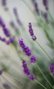 Flowering Lavandula plant in a summer garden