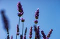 Flowering Lavandula plant in a summer garden