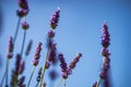 Flowering Lavandula plant in a summer garden