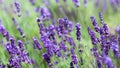 Flowering Lavender