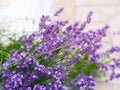 Flowering Lavender bush in a garden Royalty Free Stock Photo