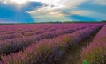 Flowering lavender sun shining through clouds Royalty Free Stock Photo