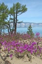 Flowering ledum on the sand