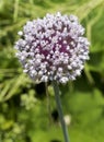 Flowering Leek Allium nigrum