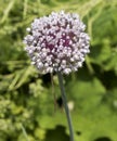 Flowering Leek Allium nigrum