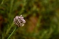 A flowering leek vegetable plant Royalty Free Stock Photo