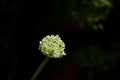 A flowering leek vegetable plant Royalty Free Stock Photo