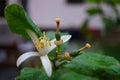 Flowering lemon blossom flowers on lemon tree with beginning lemons