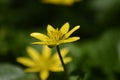 Lesser celandine (Ficaria verna)