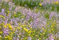 Flowering of Levkoy or matthiola and Senecio in the meadow Royalty Free Stock Photo