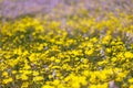 Flowering of Levkoy or matthiola and Senecio in the meadow Royalty Free Stock Photo
