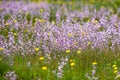 Flowering of Levkoy or matthiola and Senecio in the meadow Royalty Free Stock Photo