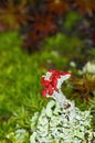 Flowering lichen Royalty Free Stock Photo