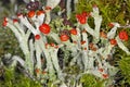 Flowering lichen Royalty Free Stock Photo