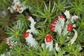 Flowering lichen moss Royalty Free Stock Photo