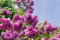 Flowering lilac bushes against of the sky, fragment close-up Royalty Free Stock Photo