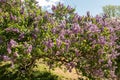 Flowering lilac bushes in the garden against the blue sky. Royalty Free Stock Photo
