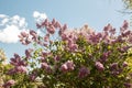 Flowering lilac bushes in the garden against the blue sky. Royalty Free Stock Photo