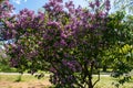 Flowering lilac bushes in the garden against the blue sky. Lilacs bloom beautifully in spring. Royalty Free Stock Photo