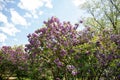 Flowering lilac bushes in the garden against the blue sky. Lilacs bloom beautifully in spring. Spring concept Royalty Free Stock Photo