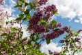 Flowering lilac bushes in the garden against the blue sky. Lilacs bloom beautifully in spring. Spring concept Royalty Free Stock Photo