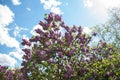 Flowering lilac bushes in the garden against the blue sky. Lilacs bloom beautifully in spring. Royalty Free Stock Photo