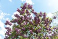 Flowering lilac bushes in the garden against the blue sky. Lilacs bloom beautifully in spring. Spring concept Royalty Free Stock Photo