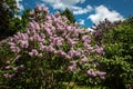 Flowering lilac bushes in the garden against the blue sky. Lilacs bloom beautifully in spring. Spring concept Royalty Free Stock Photo