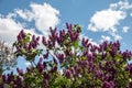 Flowering lilac bushes in the garden against the blue sky. Lilacs bloom beautifully in spring. Spring concept Royalty Free Stock Photo