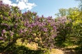 Flowering lilac bushes in the garden against the blue sky. Spring concept. Royalty Free Stock Photo