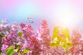 Flowering lilac bushes macro in summer spring on background blue pink sky with sunshine and a flying butterfly, nature view. Royalty Free Stock Photo